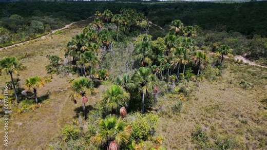 Brazilian Cerrado showing degraded vegetation and a dry riverbed, illustrating environmental degradation, drought, and climate change impacting natural ecosystems