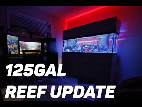 125Gal REEF 1 YEAR UPDATE! (New XR15 BLUE LIGHTS, Filter Roller, Sump, Fish, and Corals) MUST SEE!