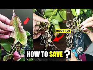 How to save Anthurium from ROOT ROT ?