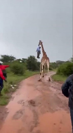 Dramatic Scene Of Giraffe Kidnapping Tourist Under Heavy Rain And Lightning