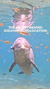 20K views · 944 reactions | We firmly believe education drives change. When we understand the science behind how dolphins use their echolocation, we can better see how our noise pollution impacts them! Inspiring greater care for how we act in the ocean they call home. | Dolphin Quest | Facebook