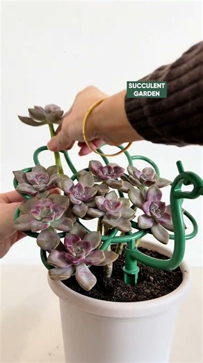 Aesthetic DIY Succulent Ideas You’ll Love! 🌱✨