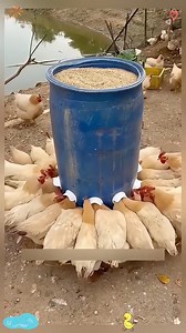 SMART METHOD OF FEEDING HIS CHICKENS TO AVOID WASTE #farming #maize #technology #China #innovations | Pulse Of The Nation Ghana