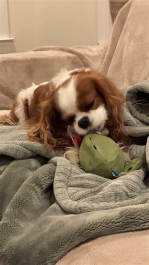 cute dog taste testing his toy