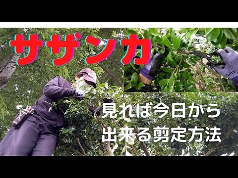 【サザンカの透かし剪定】庭師による自然樹形の剪定方法実践