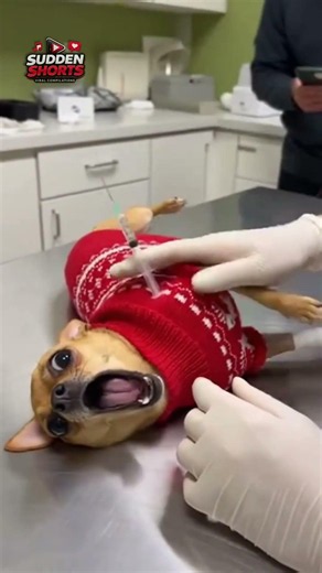 #Shorts Hilarious Dogs Reacting to Shots: The Ultimate Fearful Compilation!