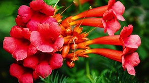 Quando un uomo ama una donna