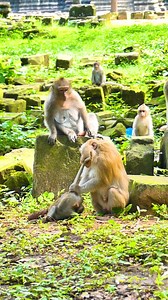 27K views · 564 reactions | Poor baby monkey | Monkey Magic | Facebook