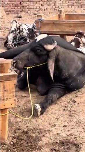 The MOO MOO SONG || ARB FARMS