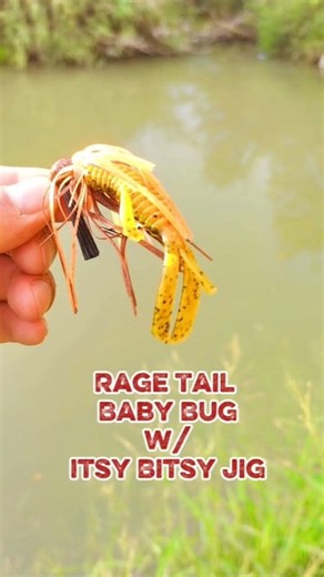 Rage Tail Baby Bug Bama Craw paired with a Strike King Lure Company Bitsy Pumpkin Jig | Gabriel G. Garcia