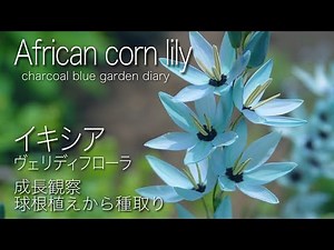 イキシア180日間成長観察！秋の球根植え！庭師のプライベートガーデン 庭づくり ガーデニング