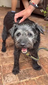 4.2K views · 11K reactions | A very special guest in the Radio 2 Dog Garden today  @ted_gonefishing • @realscottmills • @jowhiley | BBC Radio 2 | Facebook