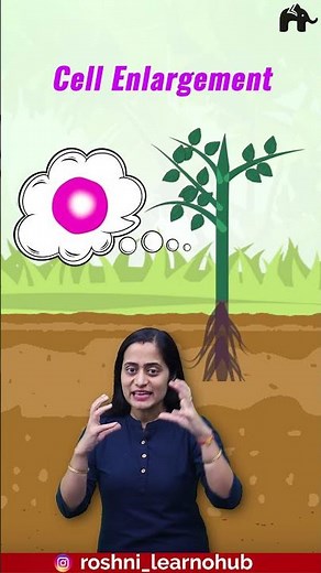 Elongation phase of growth | Plant growth and development Class 11 Biology with Roshni Mam