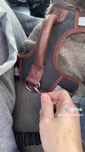 Best Dog Car Seats for French Bulldogs | Pet Car Safety Essentials