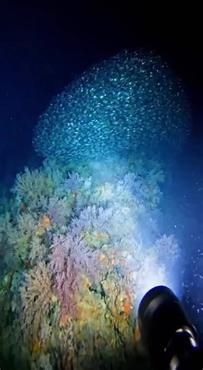 A diver discovers a school of the never-before-seen 'Gloom Grunt Scad' feeding near a deep-sea coral mound at 180 meters depth. When the diver's light sweeps over them, the metallic indigo fish execute a synchronized escape burst, creating a dazzling shimmer of silver and blue before disappearing into the darkness.