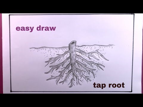 Root System Diagram Easy/how to draw Tap Root Step By Step