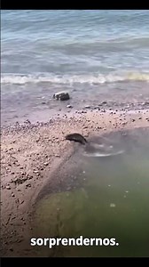 Fish are intelligent too #fish