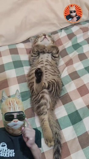 Los gatos no son holgazanes 😾 | Gato de la Azotea