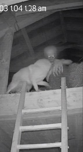 Infrared Camera Captures Terrifying Creature Descending Behind Dog at 3AM
