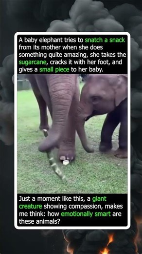 How Emotionally Smart Are These Incredible Creatures?