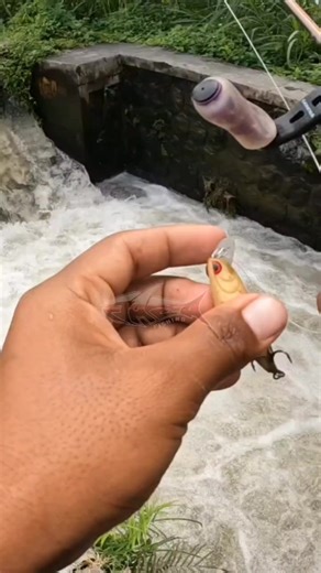 Mancing Ikan Hampala: Tips dan Trik Terbaik