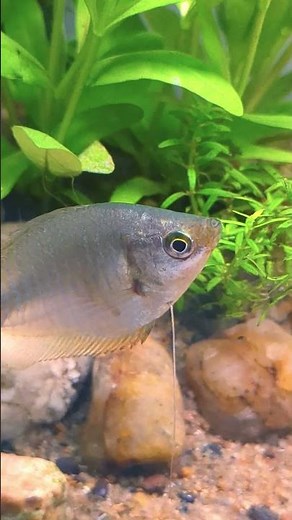 Dwarf Gourami Female #nativefish #aquascape