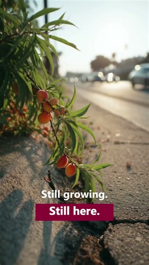 Peaches Growing From Concrete 🍑 | 4K Urban Nature Documentary Short
