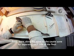 Anisakids detection method: UV-Press