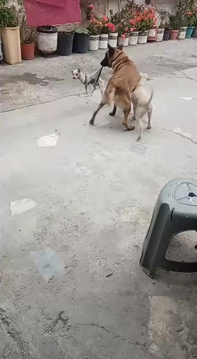 Playful Dogs Enjoying Time Together in the Courtyard