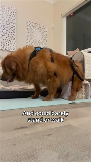 Frannie’s Fight on Instagram: "It’s been two years since Frannie was saved from her death sentence 😭 She spent the first 8 years of her life outside on concrete and was struggling with severe obesity when two amazing women from @rovers_retreat took a huge chance on her, saving her from the inevitable. These past 2 years have been LIFE CHANGING. Frannie originally weighed 125 pounds (56.7kg) and has since lost 65 pounds (29kg), fighting for her life back. With a community behind her, Frannie has