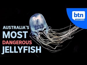 Australia's Most Dangerous Jellyfish & What to do if You're Stung | Explained