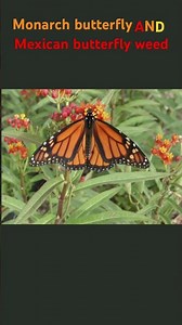 Monarch butterfly and Mexican butterfly weed