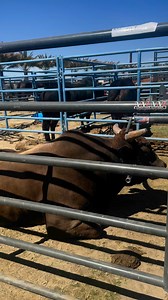 Bull housing for Palm Springs PBR is quite the scenery! | Nothin' But Try Ranch and Event Center