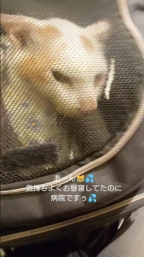 次々とやってくる不調😫💦それでも内臓お元気！【猫の扁平上皮癌 寛解編】#ねこのいる暮らし #扁平上皮癌 #関節炎