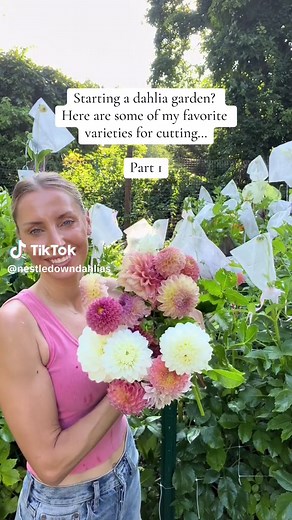 Starting a cutting garden? Here are some of my favorite dahlia varieties for cutting 🌸💗 #cuttinggarden #dahlias #flowers #flowergarden #gardentok #flowerfarm #backyardfarm #gardeningtips