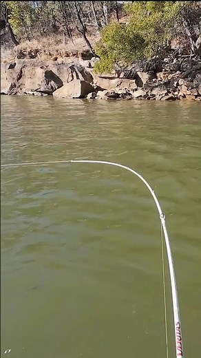 Murray Cod Catch on New Lure #fishing #murraycod #fishingmethods