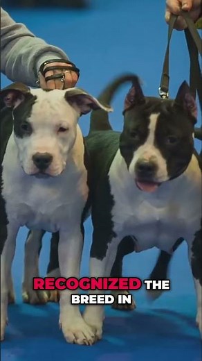 Pit Bull: Origin Story & How They Became America's Go-To Dogs #shorts
