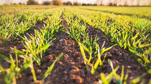 Commercial Chaff Cutter || Fodder Chopper || Small Business Idea | 12000 kg per hour | Dairy Farming #dawnagro #machinery #chaffcutter #commercial #professional #chopper UAN: 0304-111-222-0 WhatsApp: wa.me/923041112220 Youtube: https://bit.ly/3LZaPiy | Soby Agro Machinery | Facebook