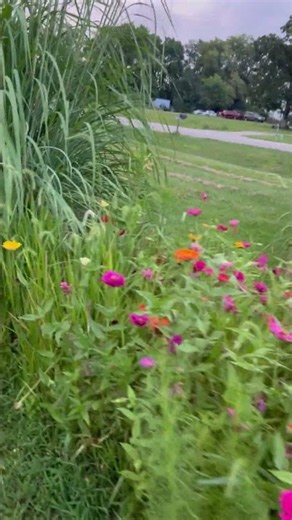The Butterfly Garden. #garden #butterfly