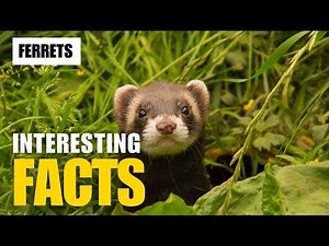 What Are the Most Interesting Facts About Ferret? | Interesting Facts | The Beast World
