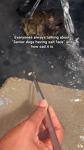 Direct sunlight for years on edge can cause red eared sliders to become almost melanistic in adulthood. The difference between an adult captive RES and a wild/outdoor RES is night and day, with captives often times having softer shells as well. * * * #explore #explorepage #turtle #redearedslider #gatorboysouth | Donovan Lindo