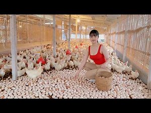 How to Increase Chicken Egg Production to 90% | Laying Hens Guide