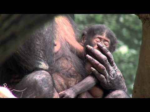 Bonobo Mom and Baby Reunited - Cincinnati Zoo