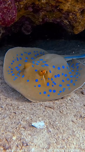 Joseph Leverton | With its glowing blue spots and ribbon-like tail, the Bluespotted Ribbontail Ray (Taeniura lymma) is a standout on the reef. 💙 By day it... | Instagram