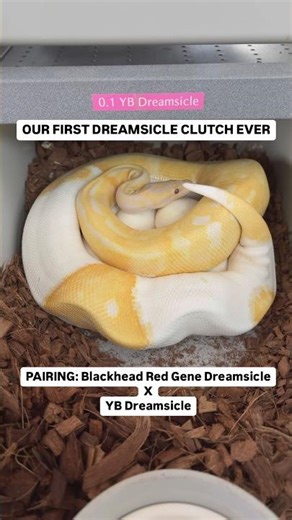 Collecting a MASSIVE Clutch of Dreamsicle Ball Python EGGS😍🐍🥚