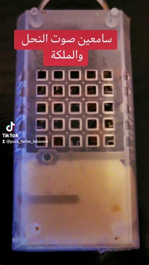 2.3K views · 21 reactions | The queen is buzzing. . #bees #bee #beekeeping #beekeeper #beekeepers #healthy #pure #brood #inspection #pure_farms_lebanon #beeswork #savethebees #apiculture #apiary #seasons #queens #fyp #viral #beesoftiktok #explor #fypage | Pure Farms | Facebook