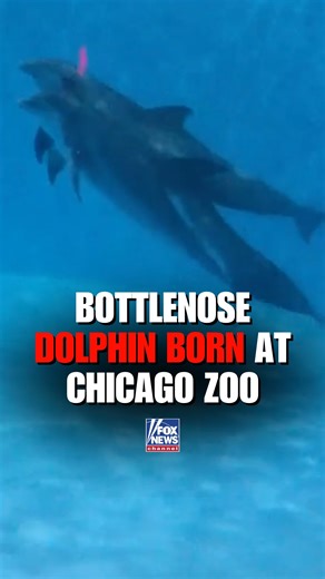 8.4M views · 131K reactions | A baby dolphin is born at the Brookfield Zoo in Chicago. | Fox News | Facebook