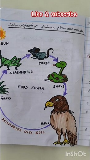 Interdependence Between Plants and Animals | Class 5 Science Project