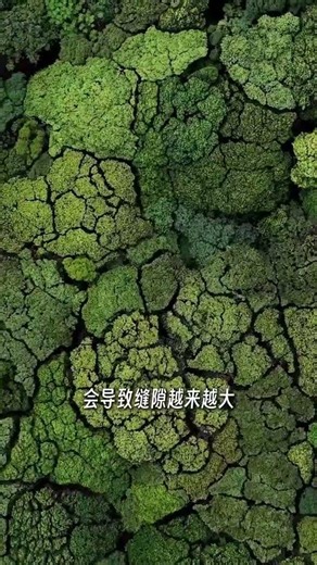 大自然真的是藏滿了溫柔、默契與浪漫#娛樂評論大賞 #大自然 #浪漫