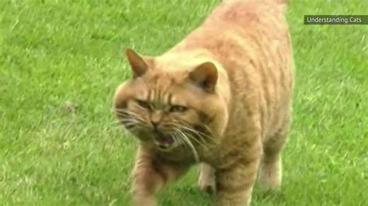 The Real Reason Why Cats Purr And Other Feline Facts